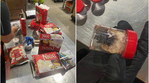 See it: 1,500 tarantulas hidden in snack cake boxes smuggled into Germany